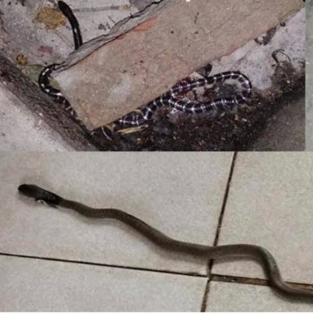 ইবির ক্যাম্পাসে সাপ ও মশার উপদ্রব, আতঙ্কে শিক্ষার্থীরা