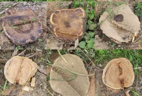 বাগমারায় ইউপি সদস্যর বিরুদ্ধে সরকারি গাছ কাটার অভিযোগ 