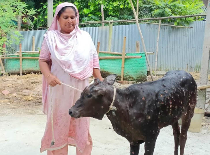 মানিকগঞ্জে ছড়িয়ে পড়ছে গরুর ল্যাম্পি স্কিন রোগ, আতঙ্কে খামারি-কৃষক