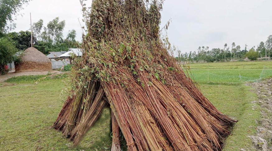  পানি না থাকায় সুন্দরগঞ্জে পাট পচাঁনো নিয়ে বিপাকে চাষিরা