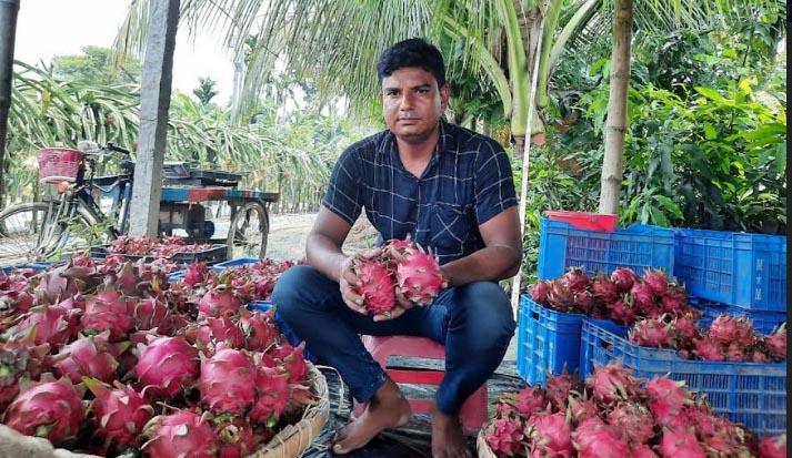 নাটোরে ড্রাগন চাষে উচ্চ ফলন পেয়ে কৃষকের মুখে হাসি