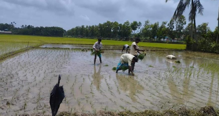 চকরিয়ায় বন্যা পরবর্তী সময়ে কৃষকদের ঘুরে দাঁড়ানোর প্রচেষ্টা