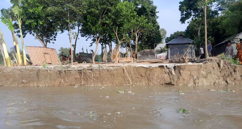 দেওয়ানগঞ্জে যমুনার ভাঙনে নিঃশ্ব মানুষ