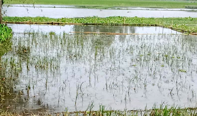 বন্যায় চিলমারীর ৪২০ হেক্টর জমির আমন শেষ
