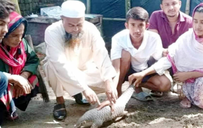 কক্সবাজারে বিপন্ন প্রজাতির বনরুই উদ্ধার