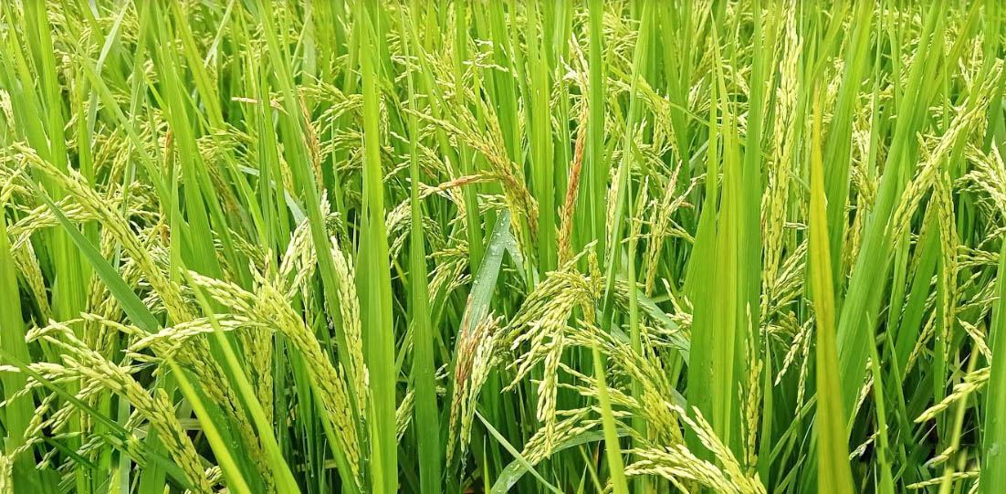 শুকিয়ে যাচ্ছে বিনা-১৭ ধানের শীষ, দুশ্চিন্তায় কৃষক