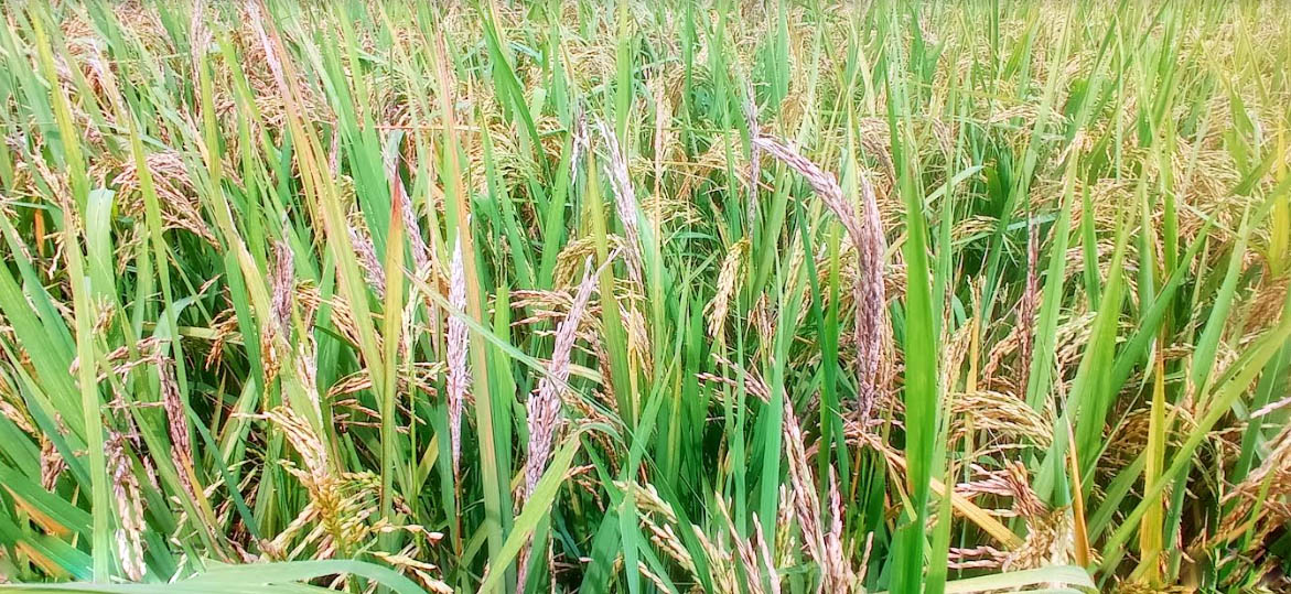 ধানের ফলন নিয়ে দুশ্চিন্তায় কৃষক