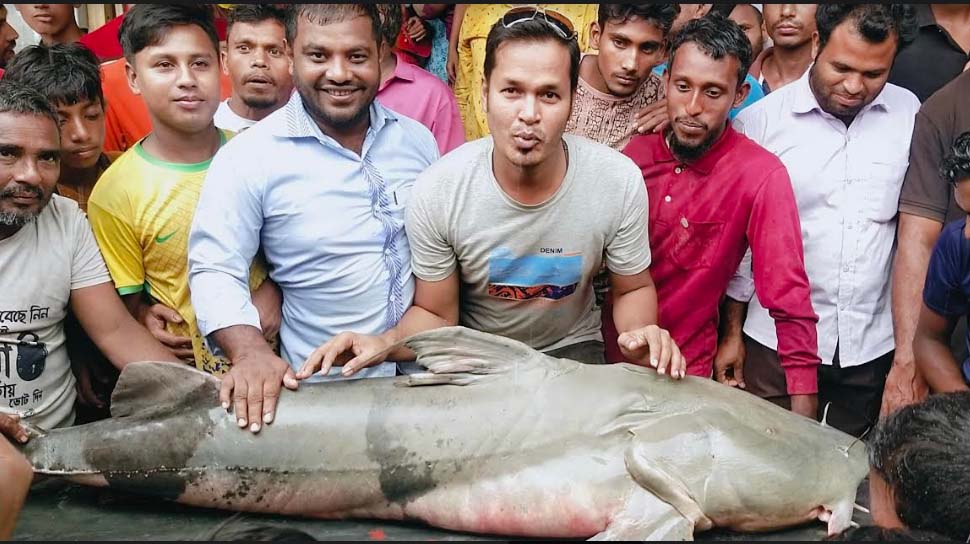 তিস্তায় জেলের জালে ধরা পড়ল ৭২ কেজি ওজনের বাঘাইর