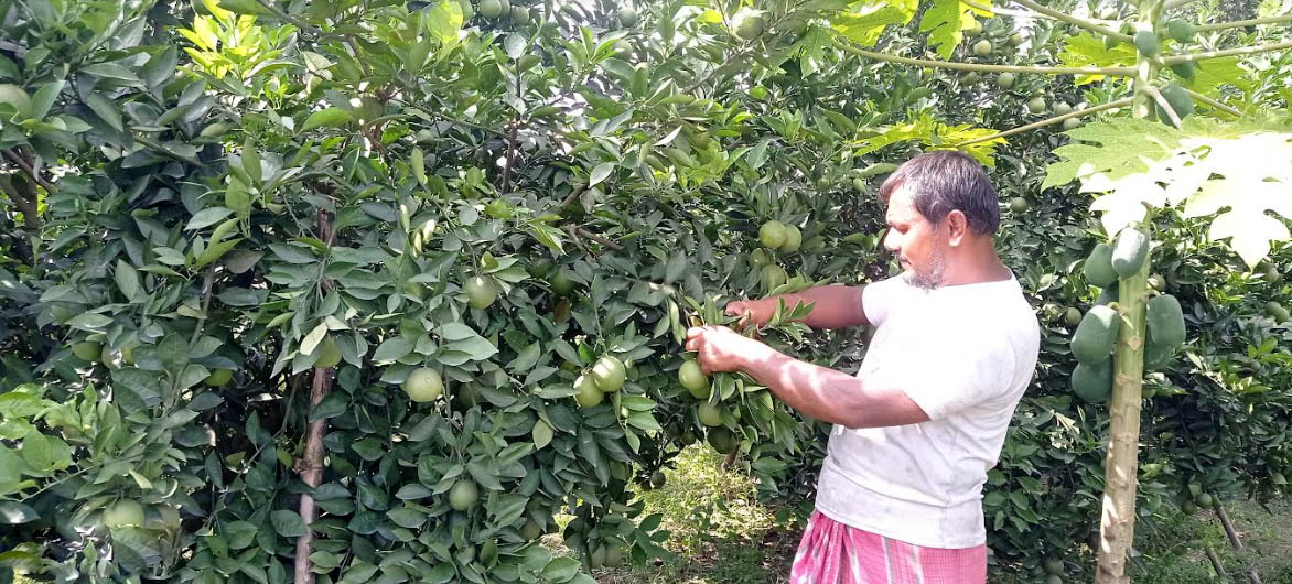 রাণীশংকৈলে ২৮ হেক্টর জমিতে মাল্টার বাগান মাল্টা চাষাবাদের দুয়ার উন্মোচন