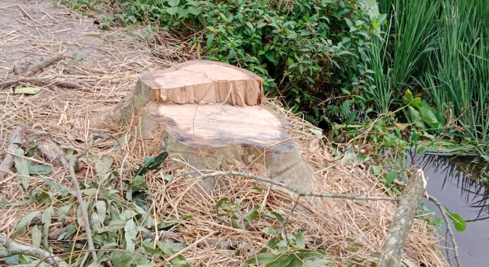 সরকারি গাছ কাটার অভিযোগ ইউপি সদস্যের বিরুদ্ধে
