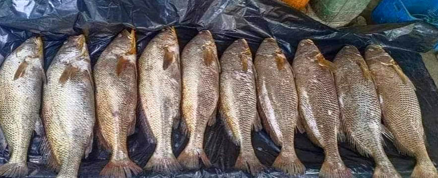 সেন্টমার্টিনের সেই গণির জালে ফের ১০ পোপা, দাম হাঁকছেন ২০ লাখ