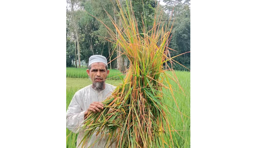 চিলমারীর আমন ক্ষেতে ইদুরের উপদ্রব, দিশেহারা কৃষক