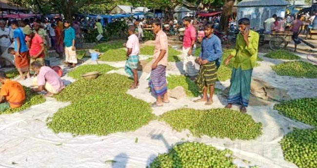 সিরাজগঞ্জের জমে উঠেছে জলপাইয়ের হাট