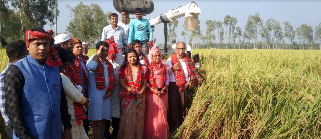 রাজারহাটে কম্বাইন্ড হারভেস্টারে কাটা হচ্ছে আগাম জাতের রোপা-আমন