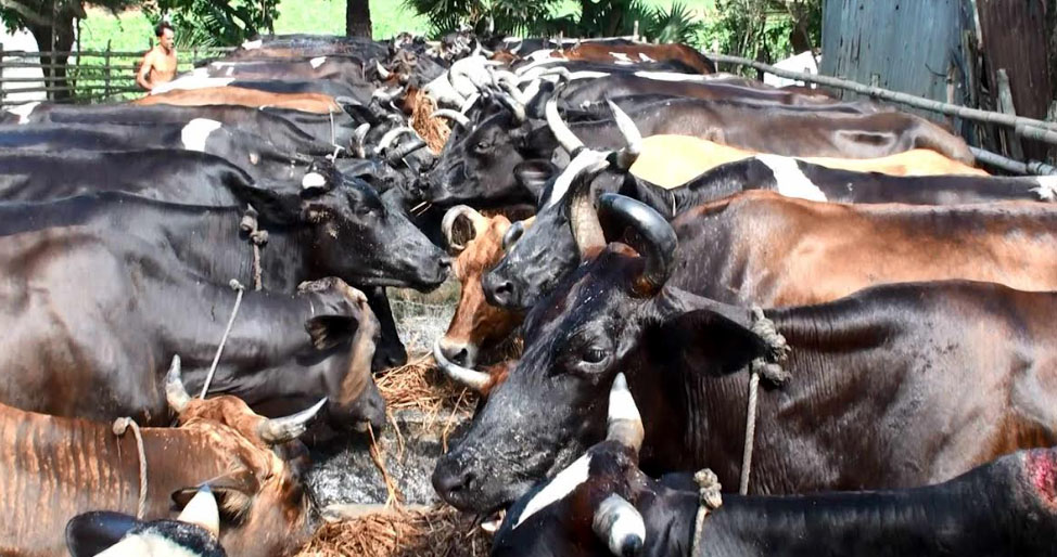 সিরাজগঞ্জে গো-খাদ্যের দাম বাড়ায় বিপাকে খামারিরা