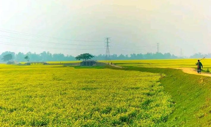 সিরাজগঞ্জে সরিষার হলুদ ফুলে ছেয়ে গেছে ফসলের মাঠ