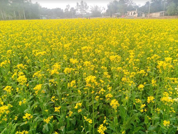 ফুলবাড়ীতে বেড়েছে সরিষার আবাদ, আশানুরুপ দামের আশা কৃষকের