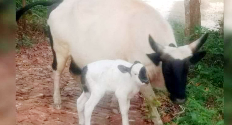 বঙ্গবন্ধু সাফারি পার্কে প্রাণীর প্রজননে সুবাতাস