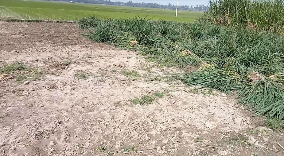 বদলগাছীতে বিরোধের জেরে ফসলহানি..!