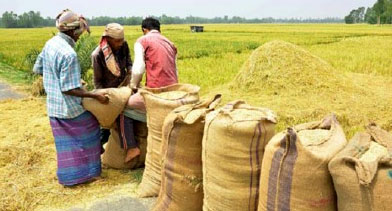 তিন মাসে আমন সংগ্রহ হয়েছে ২০ মেট্রিক টন