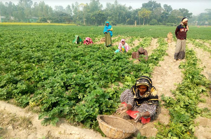 আলুর দাম ভালো পাওয়ায় ক্ষেতেই বিক্রি করছেন ফুলবাড়ীর কৃষক