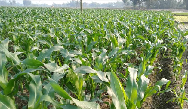 ফুলবাড়ীতে ভুট্টা চাষে ব্যাপক আগ্রহী হয়ে ওঠেছেন কৃষক
