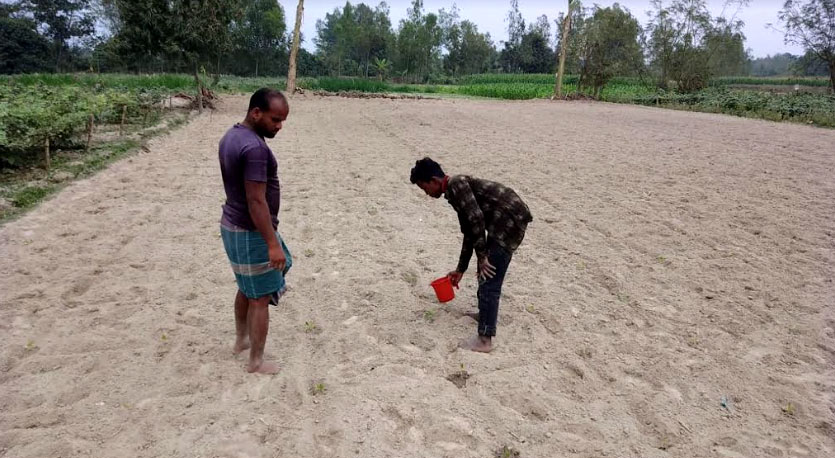 বেগুন চাষে ঝুঁকছেন ফুলবাড়ীর কৃষক