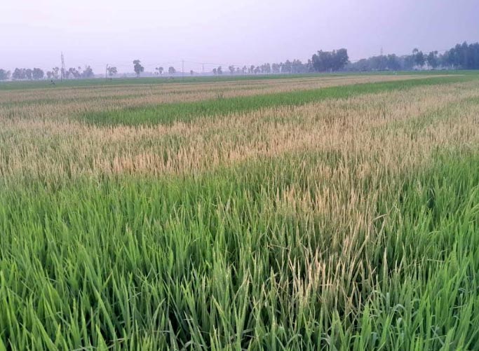 কীটনাশক স্প্রে করে ধান নষ্ট, থানায় অভিযোগ