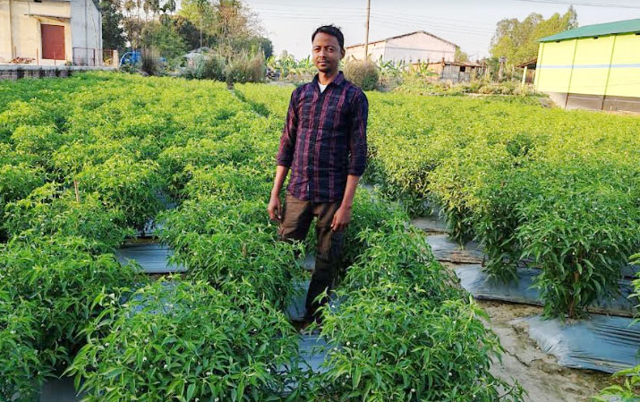 ফুলবাড়ীতে মালচিং পদ্ধতিতে কাঁচা মরিচ চাষে সফল কলেজছাত্র নির্মল মার্ডী