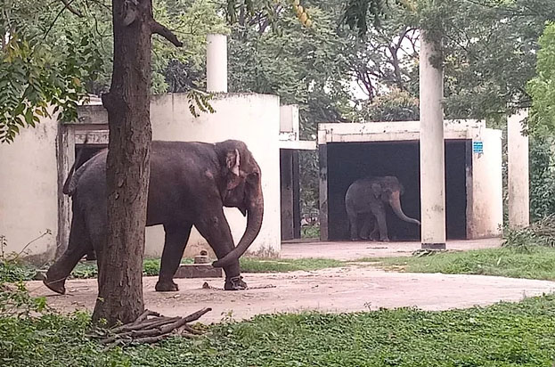 জাতীয় চিরিয়াখানায় হাতির আক্রমণে মাহুতের ছেলের মৃত্যু