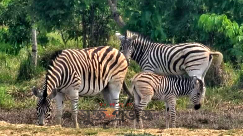 চকরিয়ার বঙ্গবন্ধু সাফারি পার্কে জেব্রার ঘরে নতুন অতিথি 