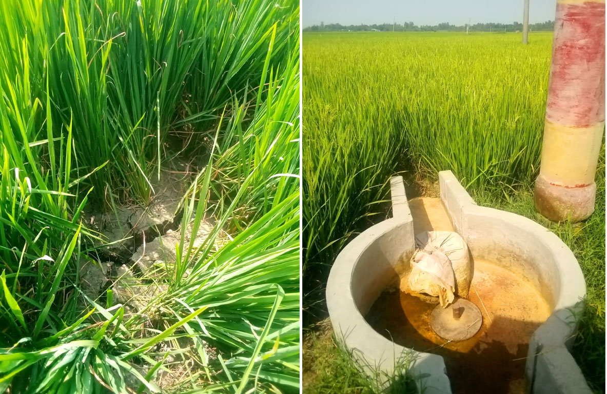 সিংড়ায় সেচের অভাবে পুড়ছে ২৪২ বিঘার ইরি ধান