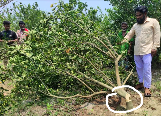 তিতাসে রাতের আঁধারে মাল্টা গাছ কেটে ফেলেছে দুর্বৃত্তরা