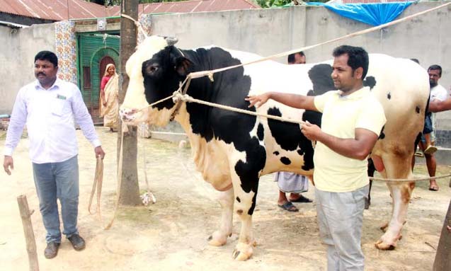 ফুলবাড়ীতে গোখাদ্যের চড়া দামের প্রভাব পড়ছে কোরবানির হাটে