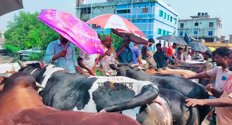 গুরুদাসপুরে চাহিদার দ্বিগুন পশু কুরবানীর জন্য প্রস্তত