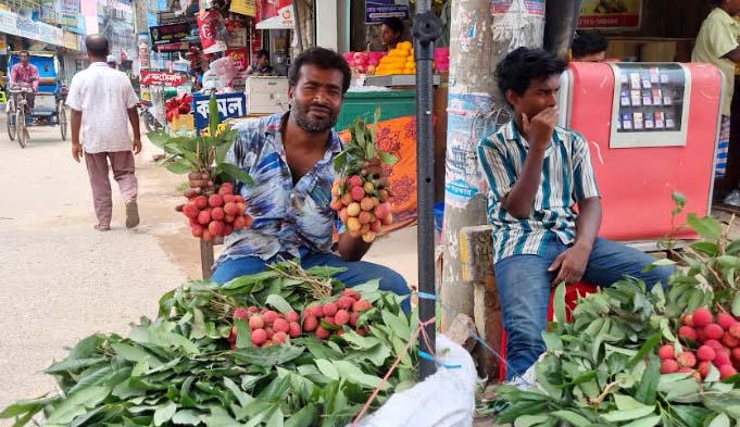 বোম্বাই জাতের লিচুই সাধারণ মানুষের ভরসা