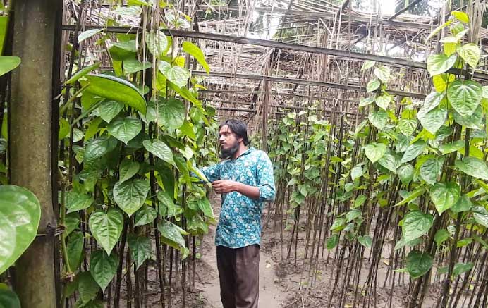 পান চাষে ভাগ্য বদলের স্বপ্ন দেখছেন জহুরুল 