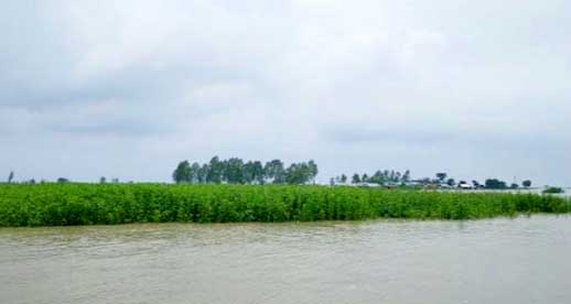 বন্যায় সিরাজগঞ্জে ৬৩ কোটি টাকার ক্ষতি