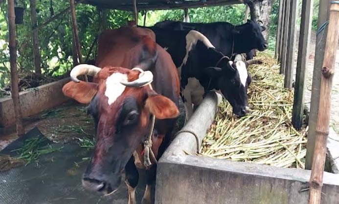 সাঁথিয়ায় লাম্পি স্কিন রোগে মারা যাচ্ছে গরু