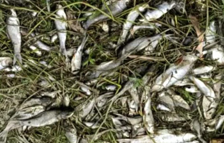 রাজনৈতিক কোন্দলের বলি দোকানপাট—পুকুরের মাছ