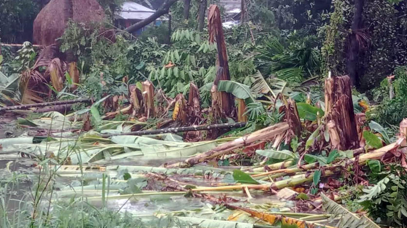 মির্জাগঞ্জে লক্ষাধিক টাকার গাছ কর্তন ও লুটের অভিযোগ 