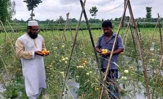 বদলগাছীতে আধুনিক পদ্ধতিতে বেগুন গাছে টমেটো চাষ করছে কৃষক ফারুক
