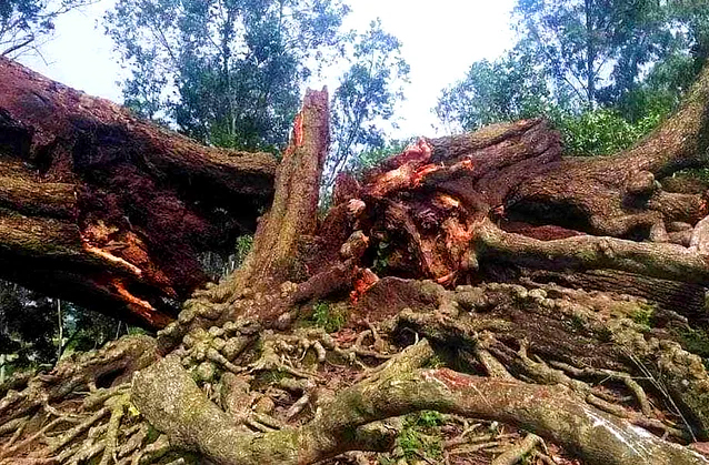 বহু বছরের পুরোনো বিরল প্রজাতির গাছটি ভেঙ্গে পড়ল