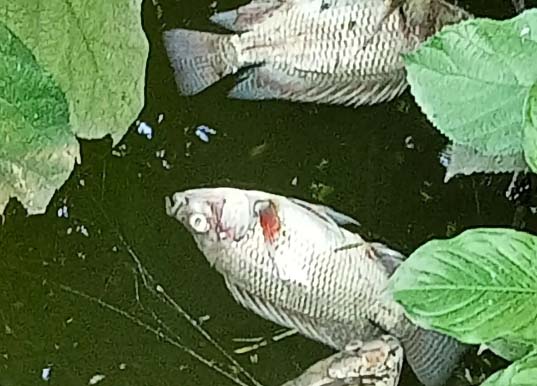 সিংড়ায় রাতের আঁধারে পুকুরের মাছ নিধন