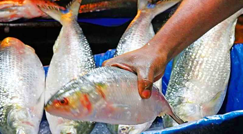 উপহার নয় ভারতে ইলিশ রপ্তানি করা হবে