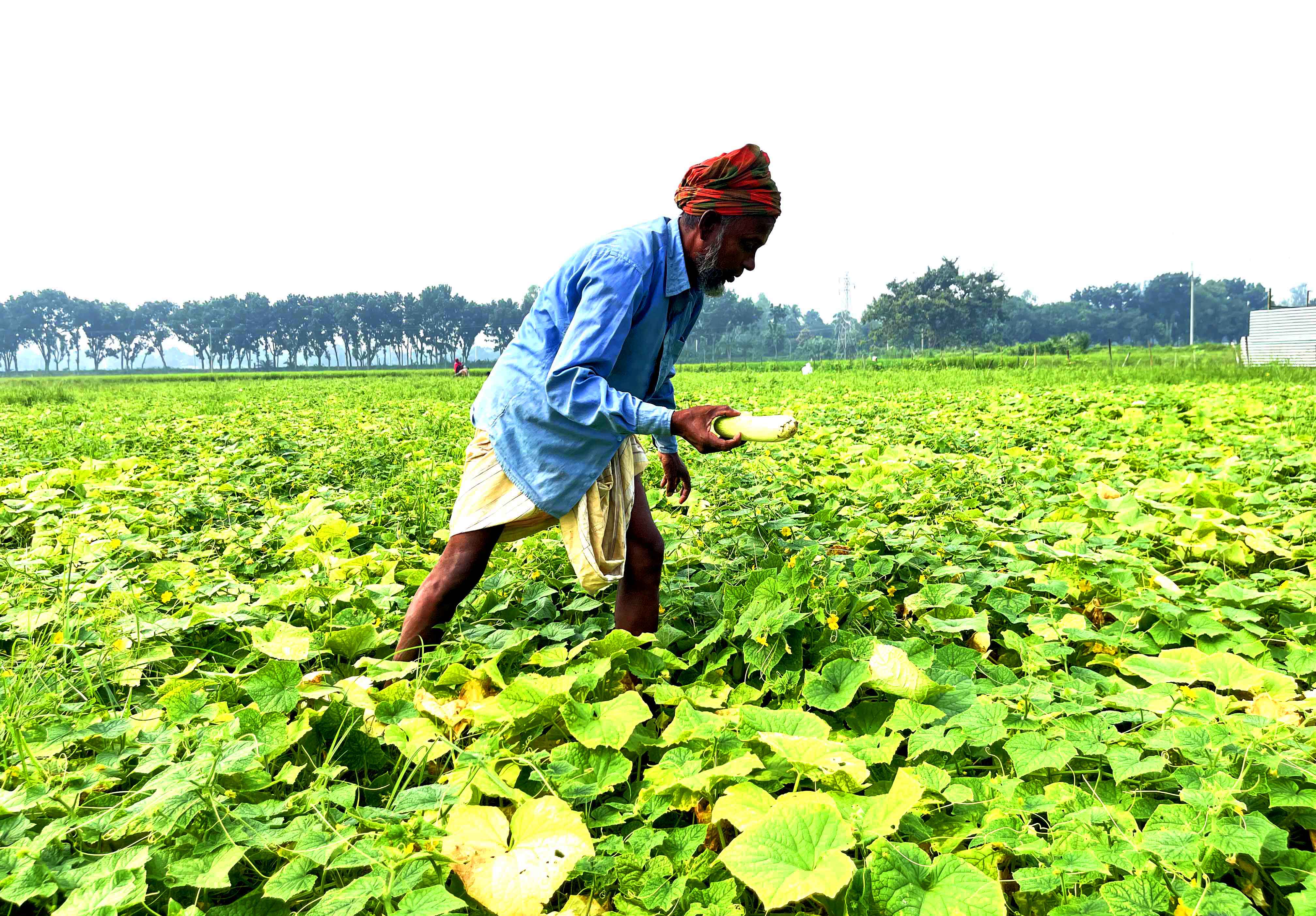 টানা বৃষ্টিতে উল্লাপাড়ায় সবজির ব্যাপক ক্ষতি