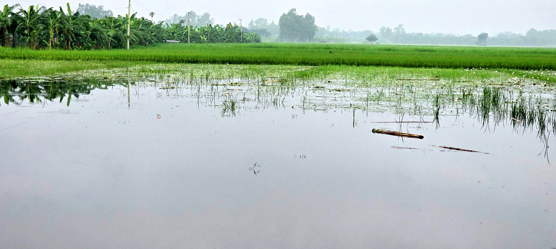জলাবদ্ধতায় পচে নষ্ট হচ্ছে খেতের ধান
