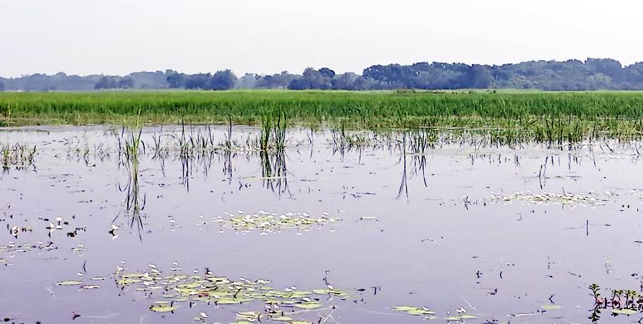 অস্তিত্ব নেই খালের! ১৬’শ বিঘা জমির ফসল হুমকির মুখে