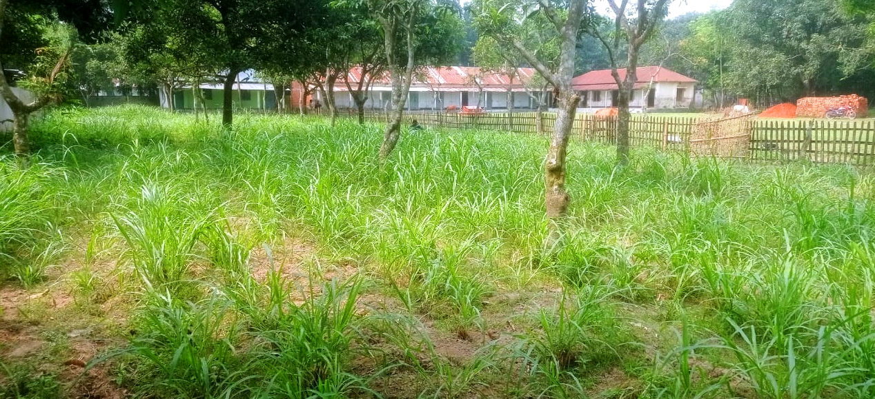 ঘাস চাষের জন্য বিদ্যালয় মাঠ লীজ দিয়েছেন প্রধান শিক্ষক