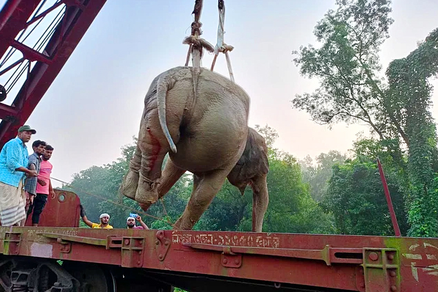 আহত হাতিটিকে নেওয়া হল বন্যপ্রাণি হাসপাতালে, চলছে চিকিৎসা